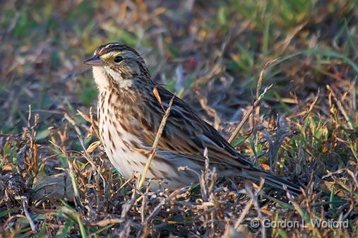 Sparrow On The Ground_39347.jpg - Photographed along the Gulf coast near Rockport, Texas, USA.